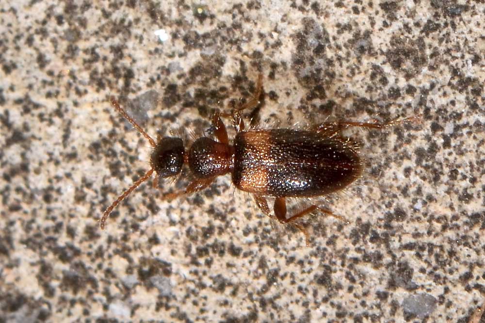 Anthicidae: Hirticomus hispidus